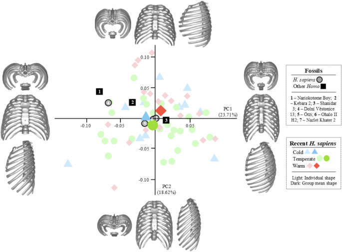 Fig. 3: Scatterplot showing the distribution of the principal components (PC)1, and PC2 scores extracted from the PCA in shape space.