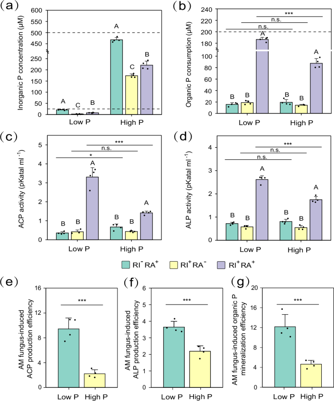 Fig. 1: Inorganic P concentration, organic P consumption, ACP and ALP production.