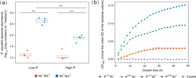 Fig. 2: Growth of R. aquatilis in the presence or absence of R. irregularis and its hyphal exudates.
