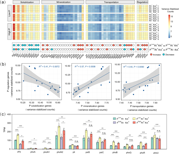 Fig. 4: Expression levels of genes involved in P cycling function in R. aquatilis.