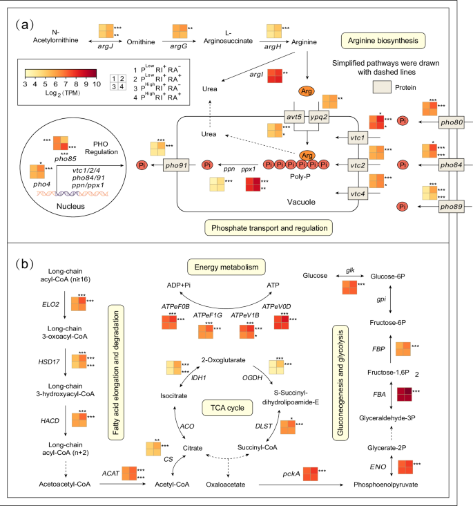 Fig. 5: Pathway map of C and P metabolism gene expression in R. irregularis.