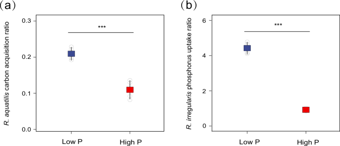Fig. 6: R. aquatilis C acquisition ratio and R. irregularis P uptake ratio.