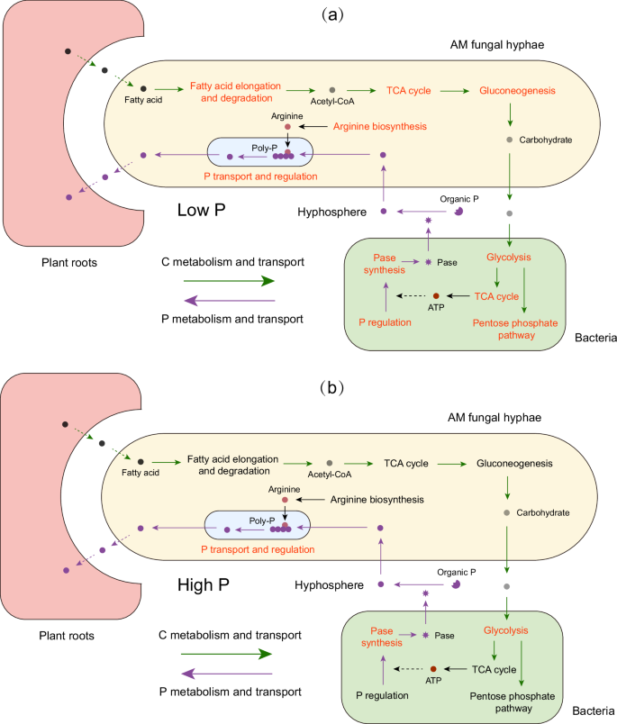 Fig. 7: Schematic representation of reciprocal cooperation based on C and P exchange between R. irregularis and R. aquatilis.