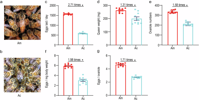 Fig. 1: Different egg-laying performance of queens in A. mellifera and A. cerana.