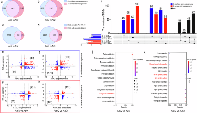 Fig. 4: Analysis the result of ATAC-Seq and RNA-Seq.
