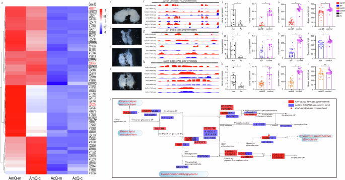Fig. 5: Screening and validation of candidate genes.