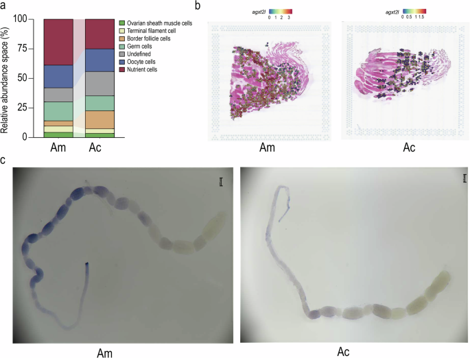 Fig. 6: Spatial orientation of agxt2l expression in ovary.
