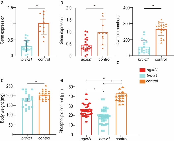 Fig. 7: Motif analysis, transcription factor prediction and change of phospholipid content after RNAi of agxt2l and brc-z1.
