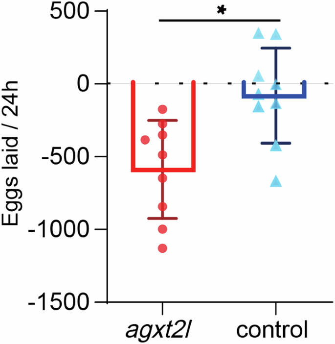 Fig. 8: Agxt2l regulates egg-laying performance of queens.