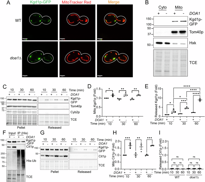 Fig. 1: Kgd1p, a MAD substrate that localizes to the mitochondrial matrix, undergoes MAD-dependent release from mitochondria in vitro.