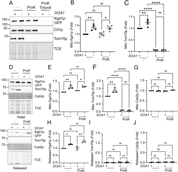 Fig. 2: Release of Kgd1p from isolated mitochondria is due to retrotranslocation of the protein across mitochondrial inner and outer membranes.