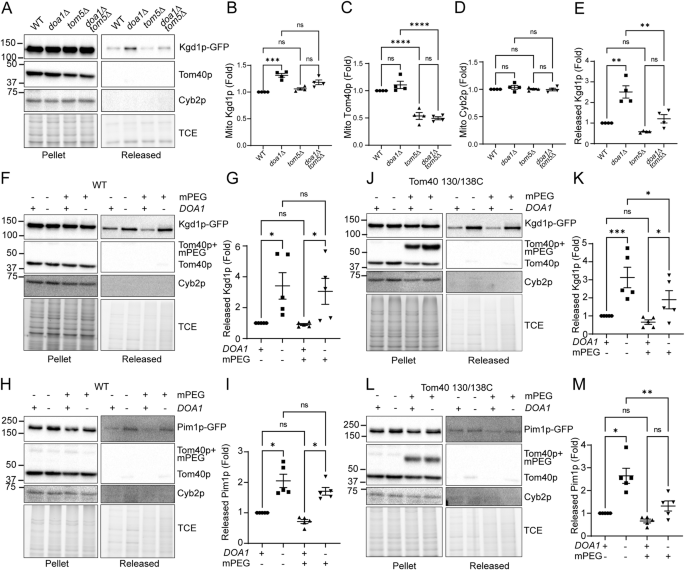 Fig. 4: TOM complex is an exit channel for retrotranslocation of MAD substrates.