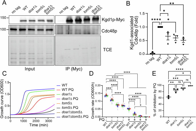 Fig. 5: The TOM complex is required for interaction of a MAD substrate with the segregase complex and the cellular response to oxidative stress in vivo.