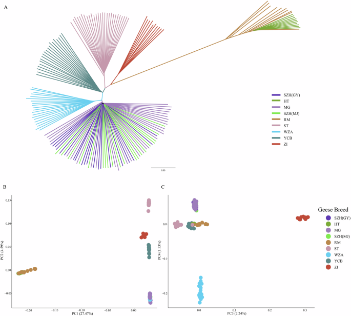 Fig. 1: Genetic relationships among 167 modern domesticated geese.