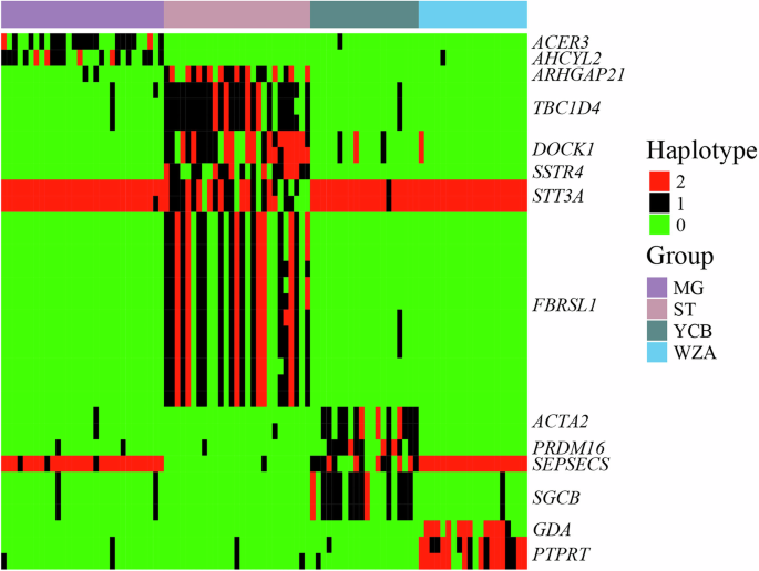 Fig. 5: Haplotype analysis of breed-specific related genes.