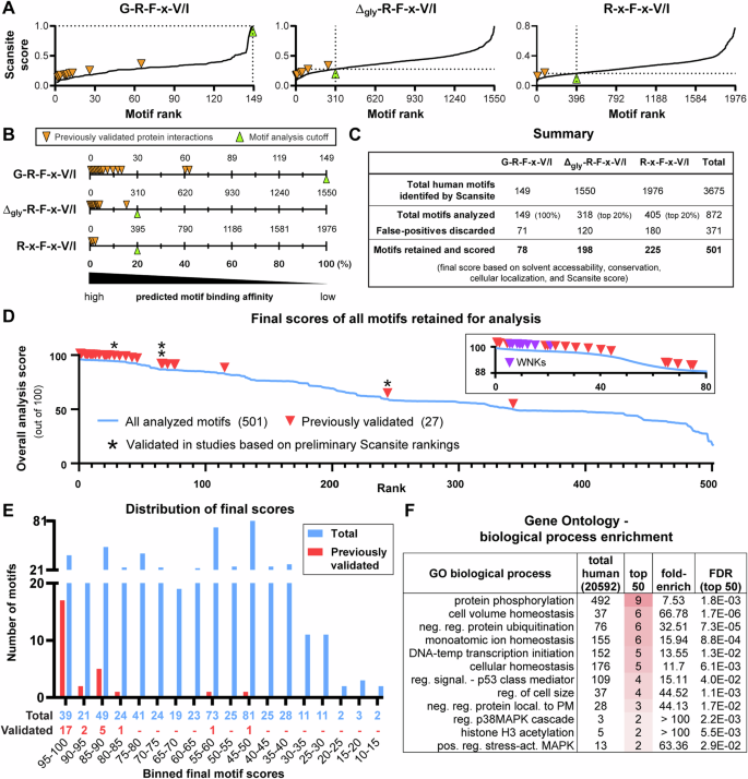 Fig. 3: OSR1 and SPAK motif interaction prediction summary.