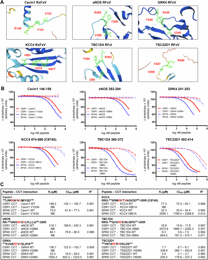 Fig. 4: Multiple identified motifs interact with OSR1 and SPAK in vitro.