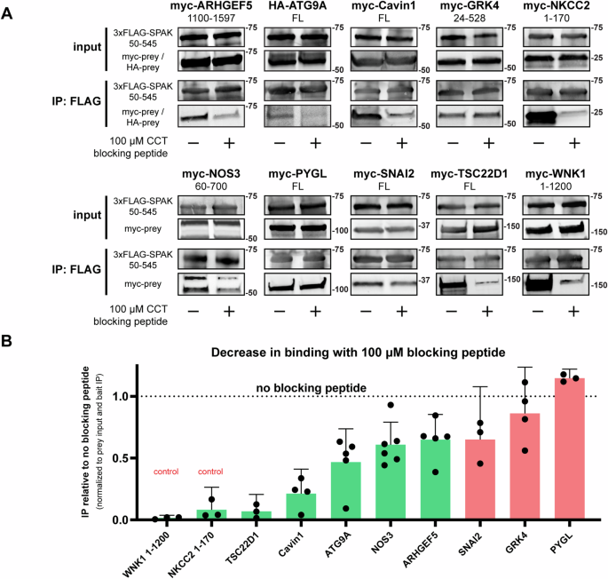 Fig. 5: Validation of interactions via co-IP in HEK293T cells.