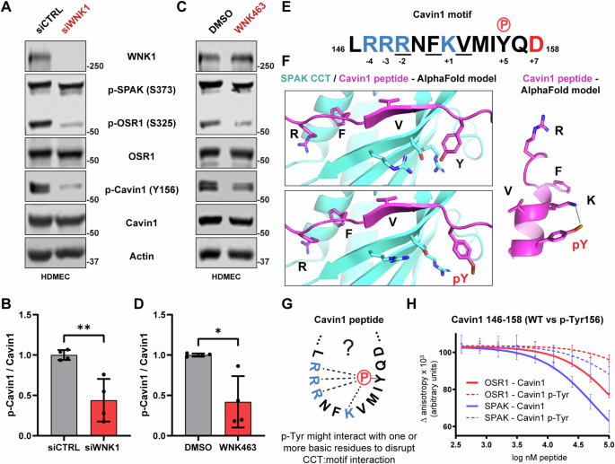 Fig. 6: Cavin1 phosphorylation is influenced by WNK signaling.