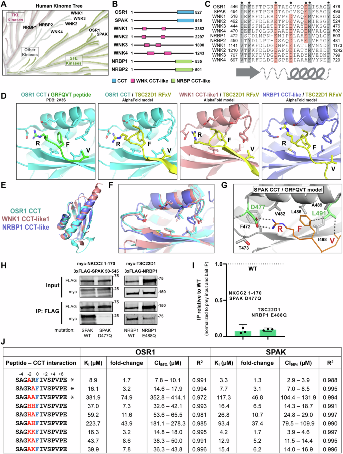 Fig. 8: CCT-like domains and alternative binding motifs expand complexity.