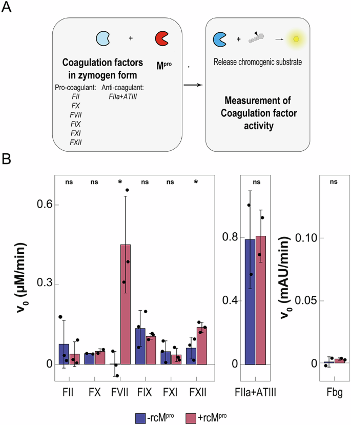 Fig. 2: Screening the effect of exogenous Mpro on the activation of coagulation factor zymogens.