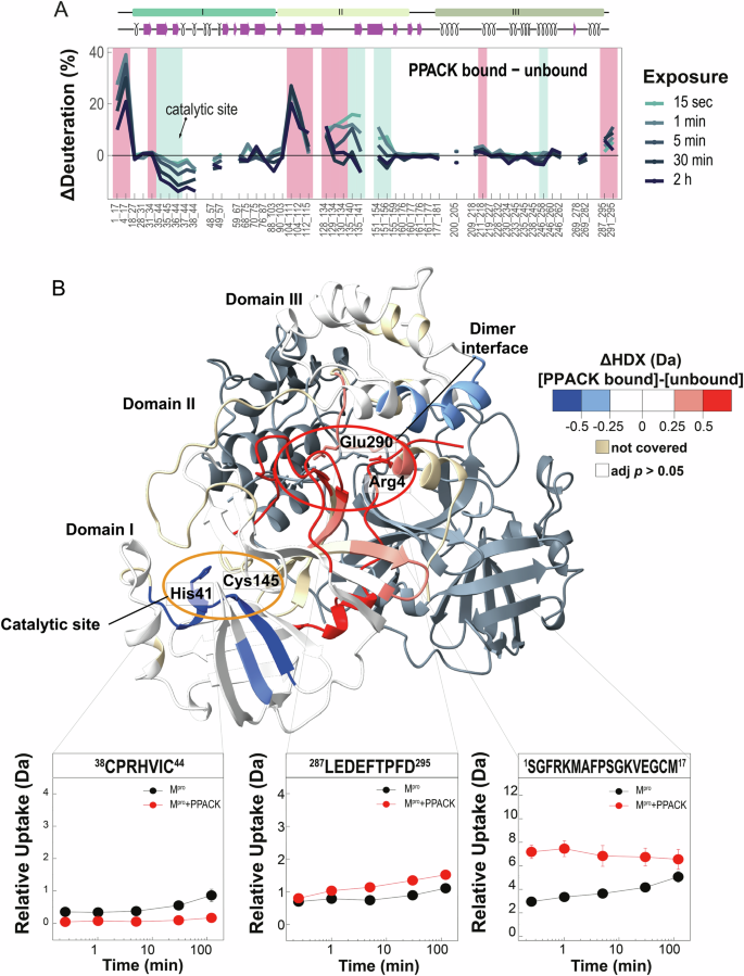 Fig. 6: Probing PPACK-Mpro interaction by HDX-MS analysis.