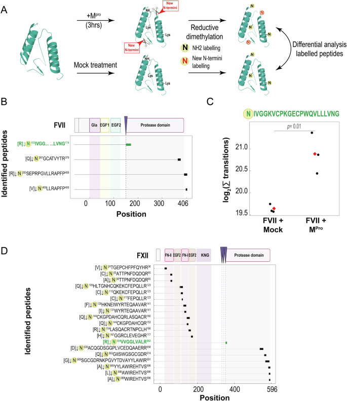 Fig. 8: Identification of rcMpro cleavages in FVII and FXII zymogens by TAILS analysis.