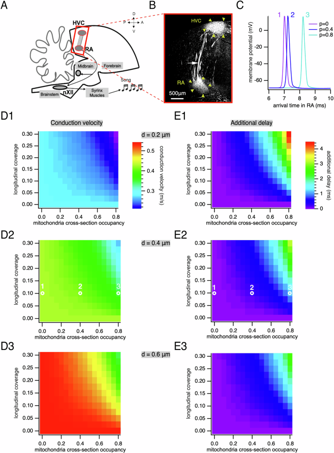 Fig. 3: Action potential propagation between HVC and RA and influence of mitochondria density.