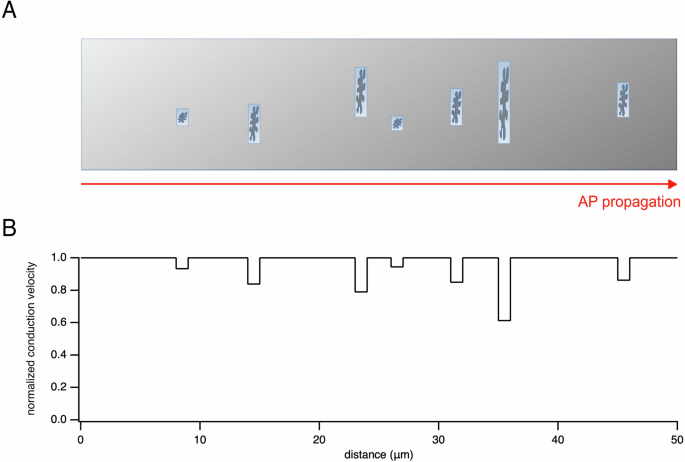 Fig. 4: Model of inhomogeneous propagation of action potentials along axons.