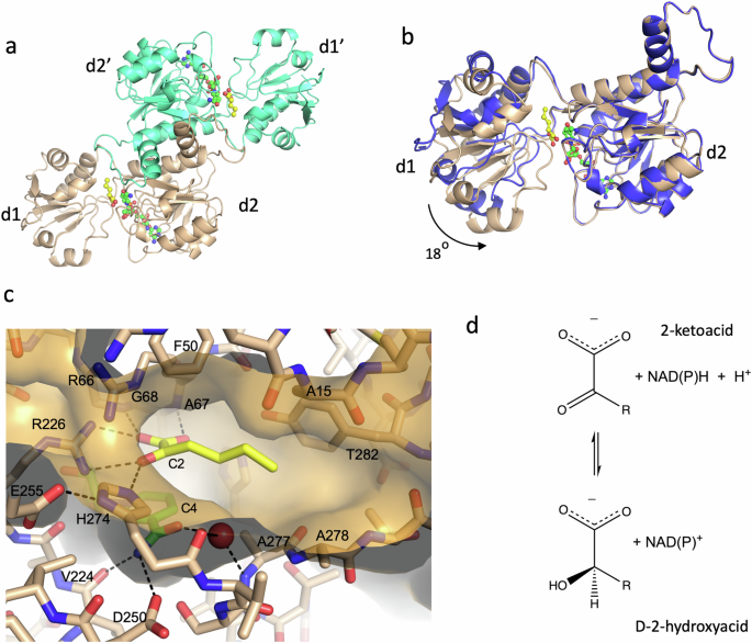 Fig. 1: Structure of the D2HDH/NADP+/2-ketohexanoic acid complex (pdb:9ibe).
