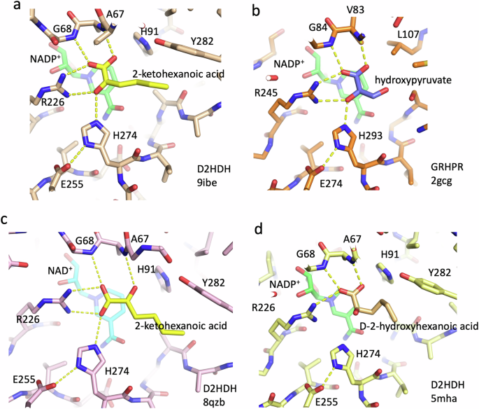 Fig. 2: Substrate binding in the D2HDH/NAD(P)+/2-ketohexanoic acid complexes.