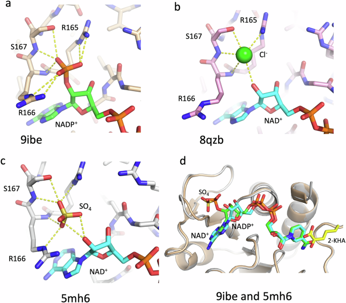 Fig. 3: Cofactor adenine ribose interactions.