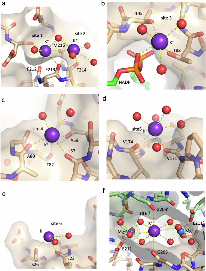 Fig. 5: D2HDH uses carbonyl and hydroxyl groups to bind potassium ions.