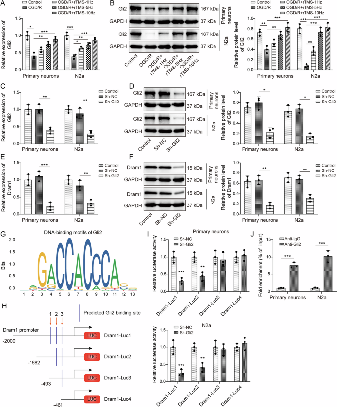 Fig. 3: Dram1 was transcriptionally activated by Gli2 in neurons.