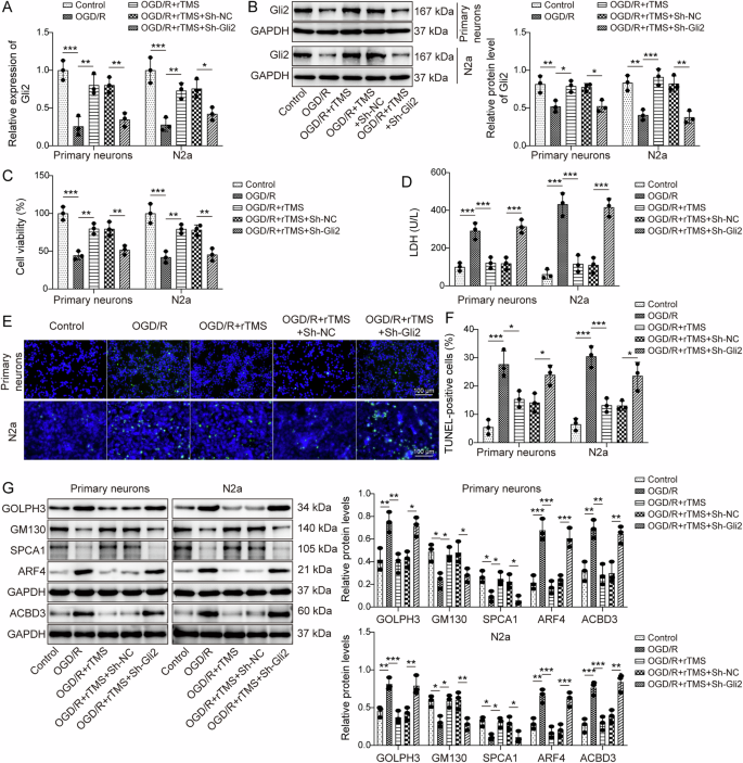 Fig. 4: Knockdown of Gli2 reversed the effects of rTMS on OGD/R-induced GA stress and neuronal damage.