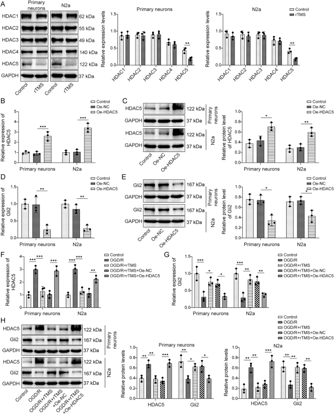 Fig. 5: rTMS promoted Gli2 expression by inhibiting HDAC5.