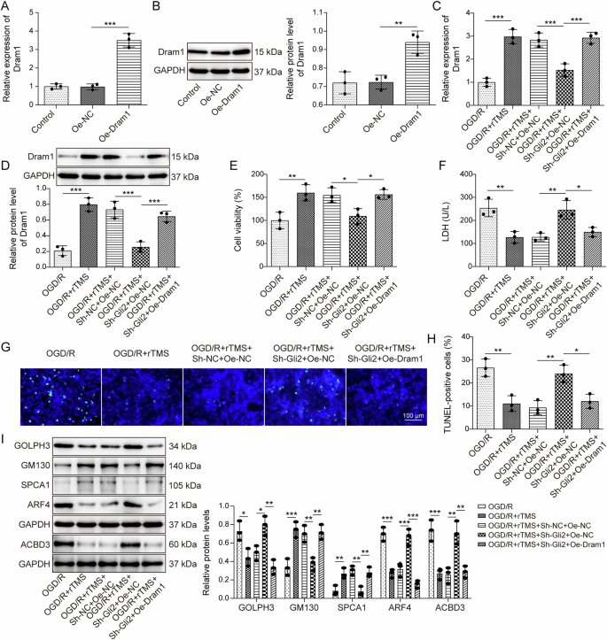 Fig. 7: Overexpression of Dram1 reversed the effects of Gli2 knockdown on OGD/R-induced neuronal GA stress and damage under rTMS treatment.