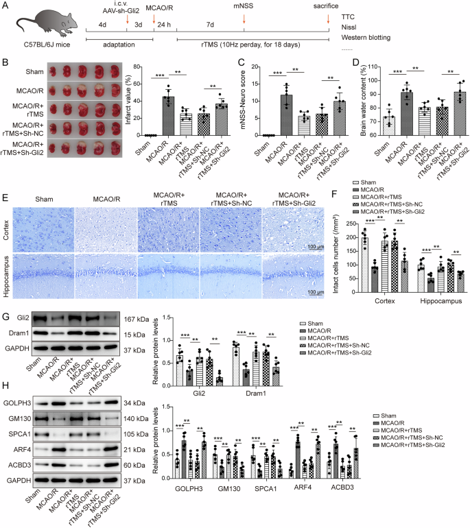 Fig. 8: Knockdown of Gli2 reversed the effects of rTMS in ameliorating GA stress and brain injury in MCAO/R mice.