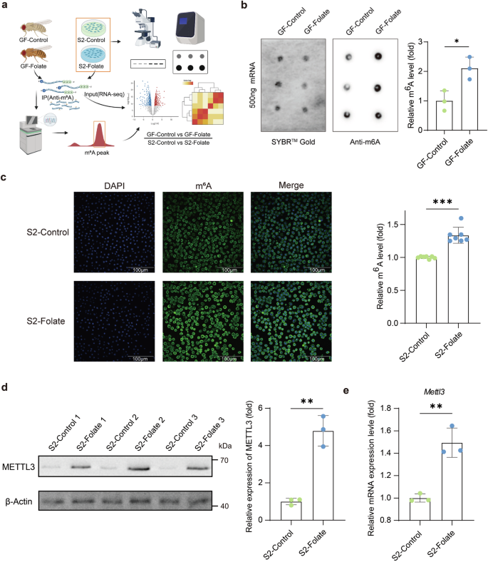 Fig. 1: Detection of m6A modification level and METTL3 expression level in Drosophila after folate treatment.