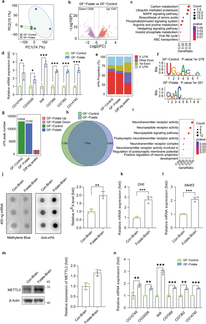 Fig. 2: Analysis of RNA-seq and MeRIP-seq data from germ-free Drosophila.