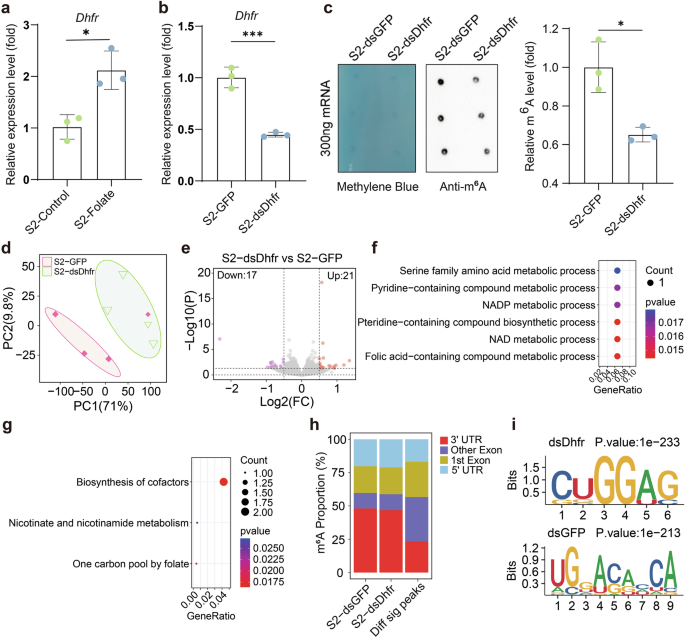 Fig. 3: Effect of interfering Dhfr gene on mRNA m6A methylation in Drosophila S2 cells.