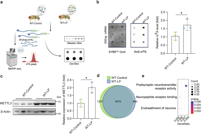 Fig. 4: Effect of folate-producing L. plantarum on neural mRNA m6A methylation levels in Drosophila.