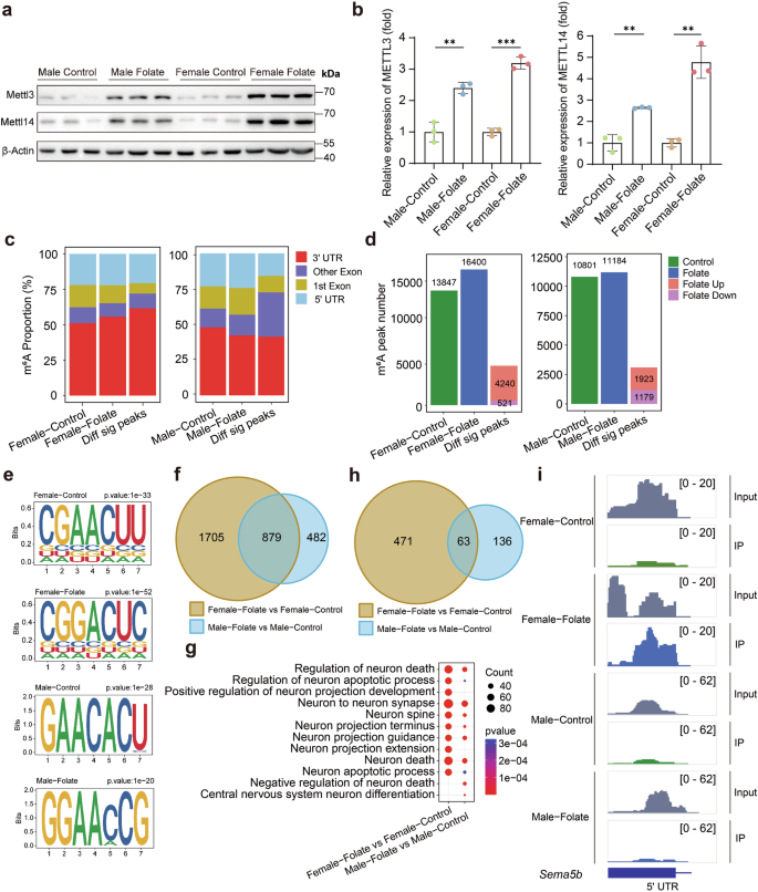 Fig. 6: Effect of folate on brain mRNA m6A levels in male and female mice.