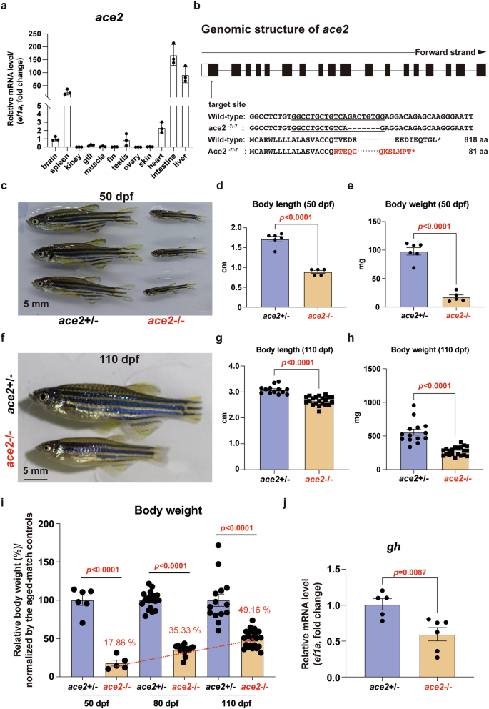 Fig. 1: Disruption of Ace2 in zebrafish lead to growth retardation.