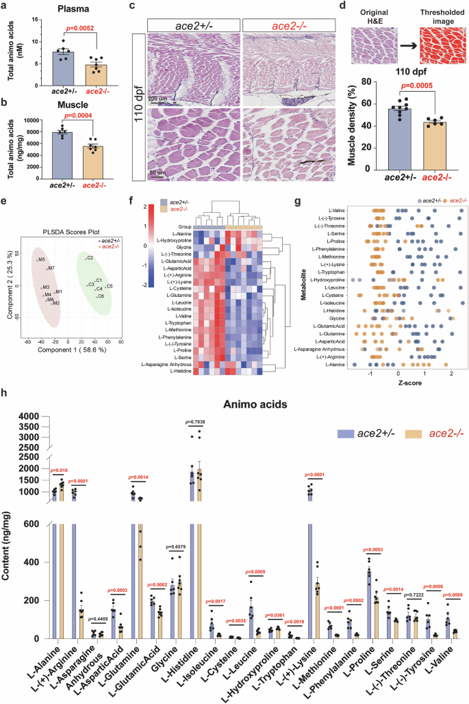 Fig. 2: Disruption of Ace2 in zebrafish reduced the amino acids.