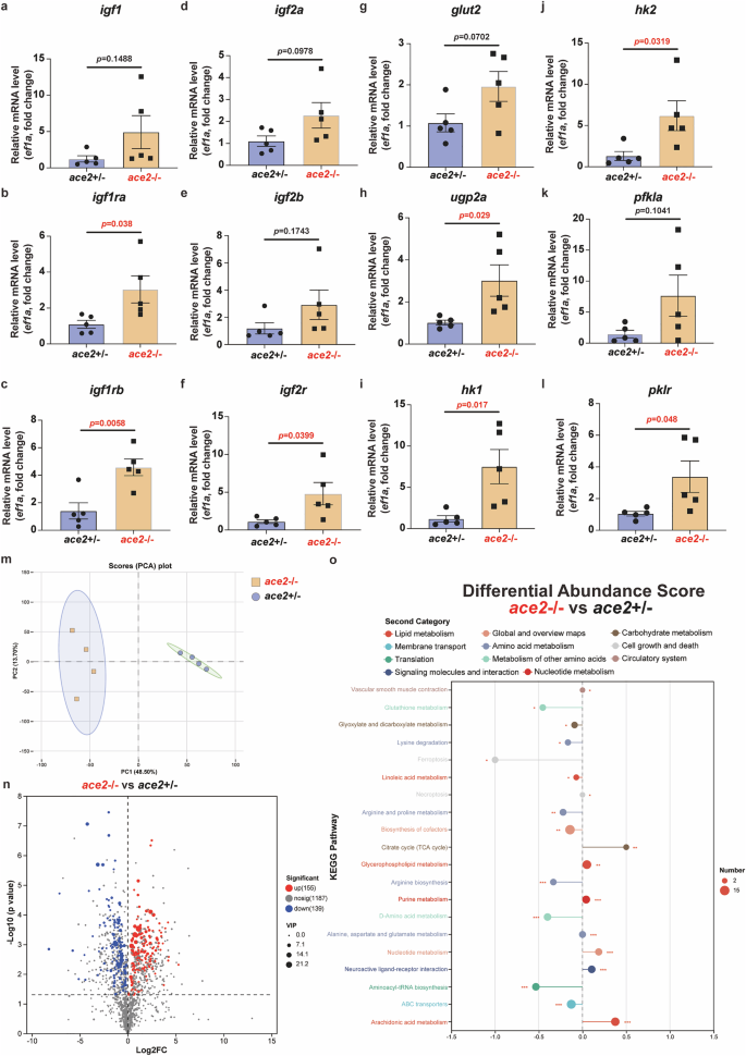 Fig. 5: Gene expression levels of glucose metabolism pathways assessed by quantitative real‑time PCR analysis.