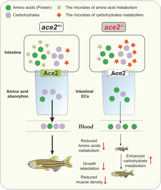Fig. 6: A working model on the role of Ace2 in zebrafish growth and metabolic remodeling.