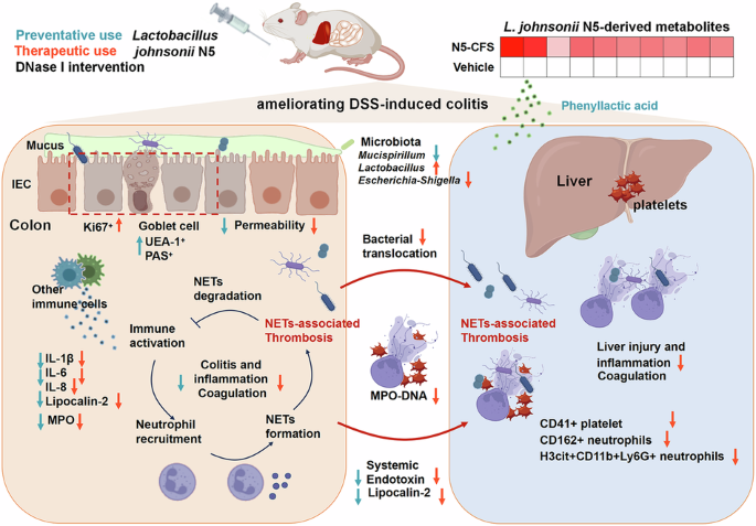 BLa80 giúp cải thiện viêm đại tràng thực nghiệm bằng cách phục hồi chức năng hàng rào ruột và giảm viêm trục ruột – gan do NET gây ra.