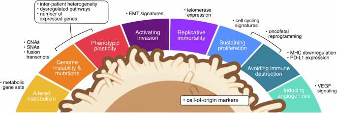 Fig. 1: Transcriptional aberrations that can be quantified by scRNA-seq, grouped by cancer hallmarks.