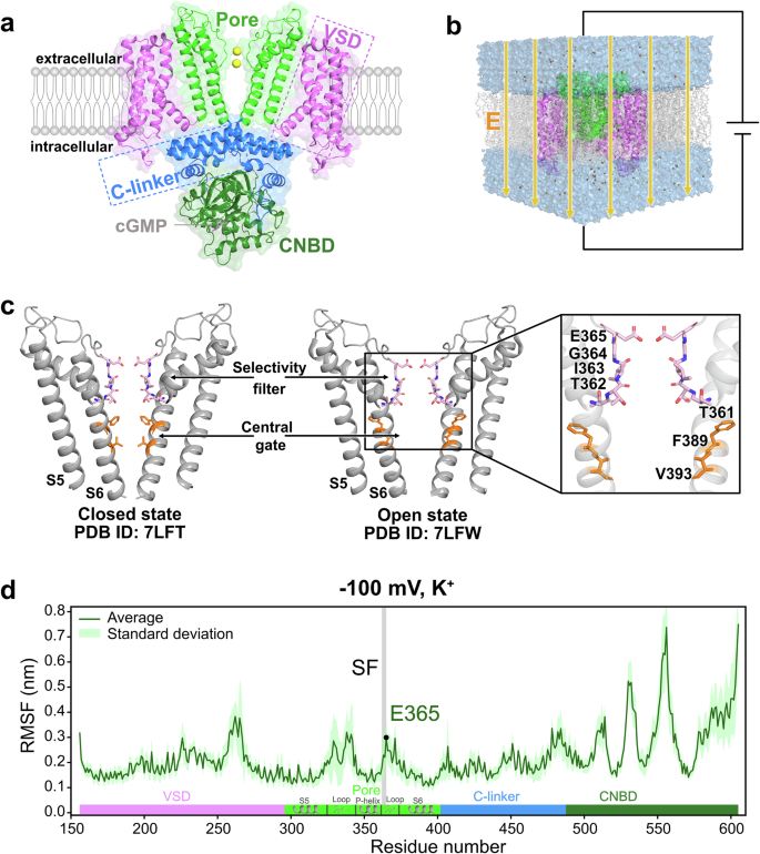 Fig. 1: Overview of CNGA1 channel structure and MD simulation setup.